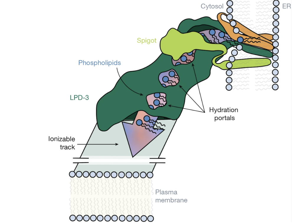 Image of Figure 4 from the article