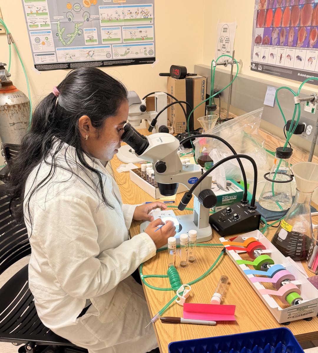 A woman with black hair sits at a table and looks into a microscope.