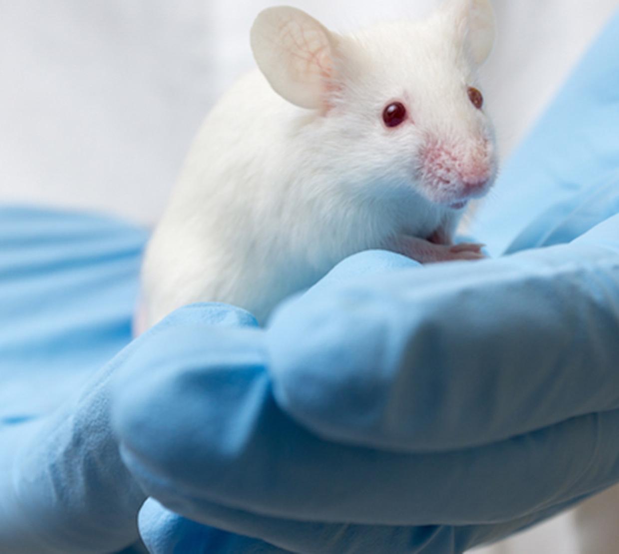 lab mouse in the hands of blue sanitation gloves
