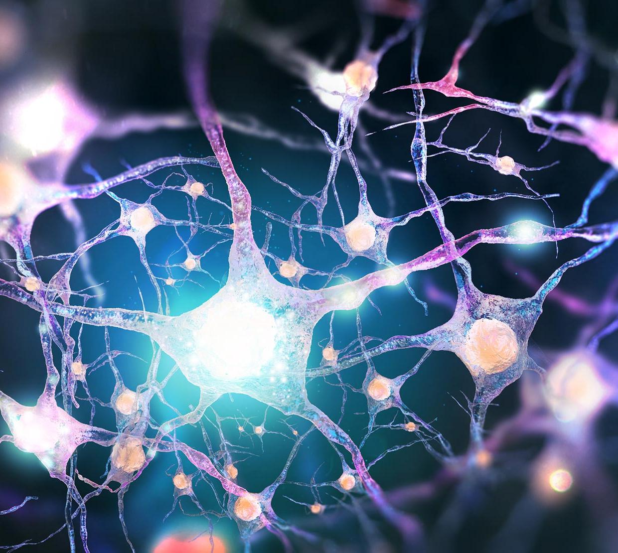 3D animation of nervous system and neurons