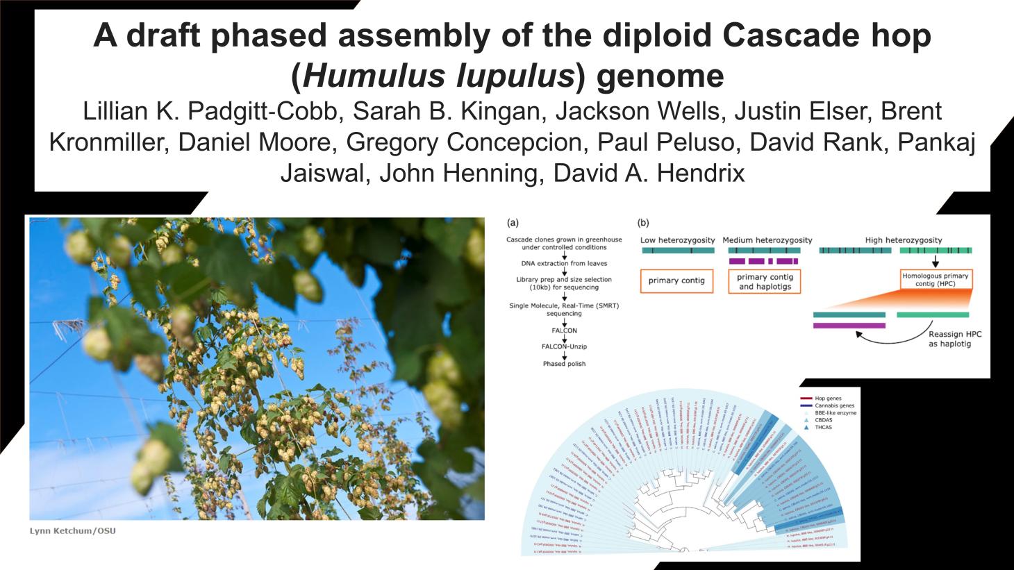 A draft phased assemble of the diploid Cascade hop genome.