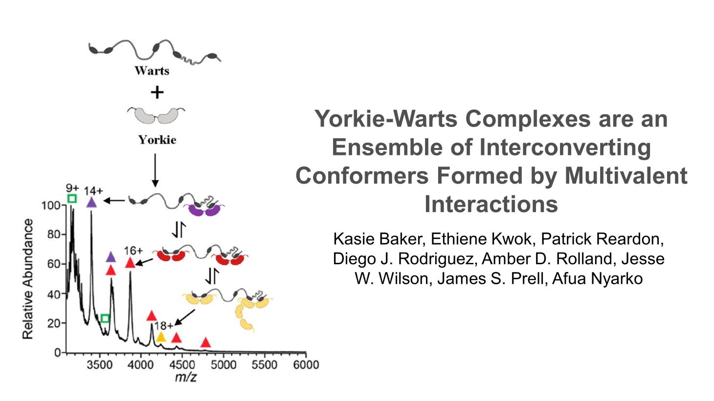 Diagram of Yorkie-Wartz Complexes.