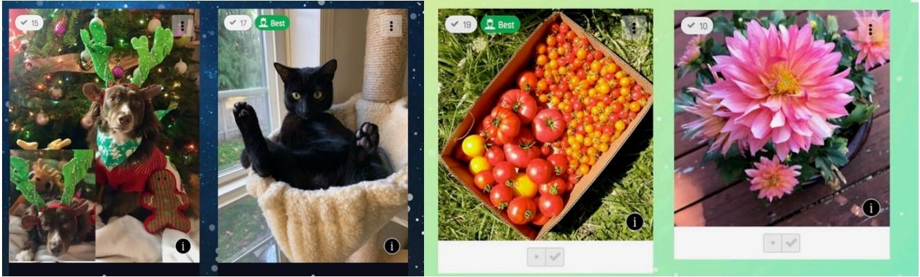 Screenshots of dog, cat, tomatoes and flower.