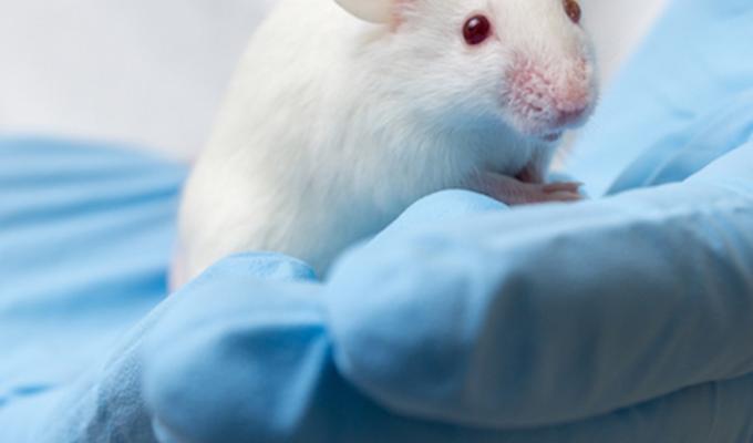 lab mouse in the hands of blue sanitation gloves