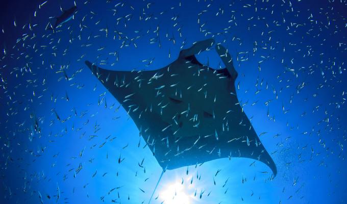 manta ray swimming though krill