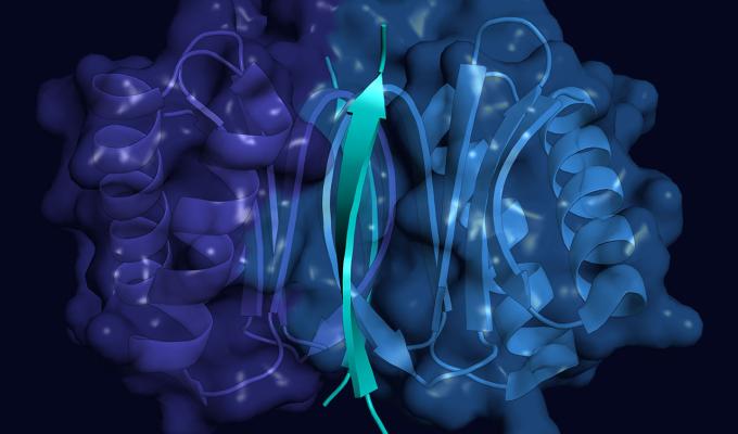 3D model of blue and purple LC8 protein