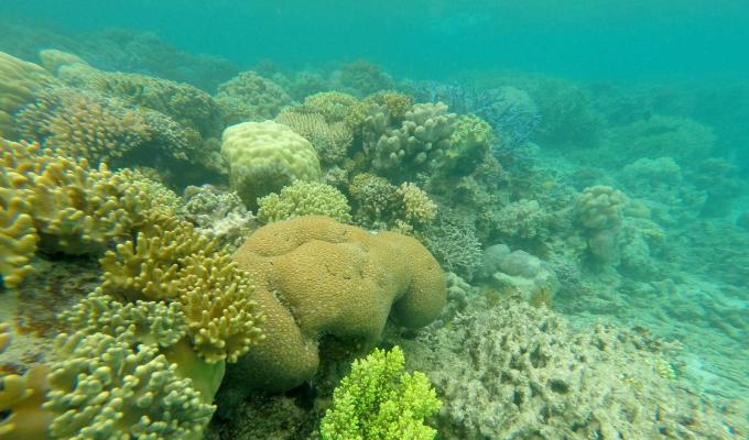 Corals along seafloor in Lizard Island.